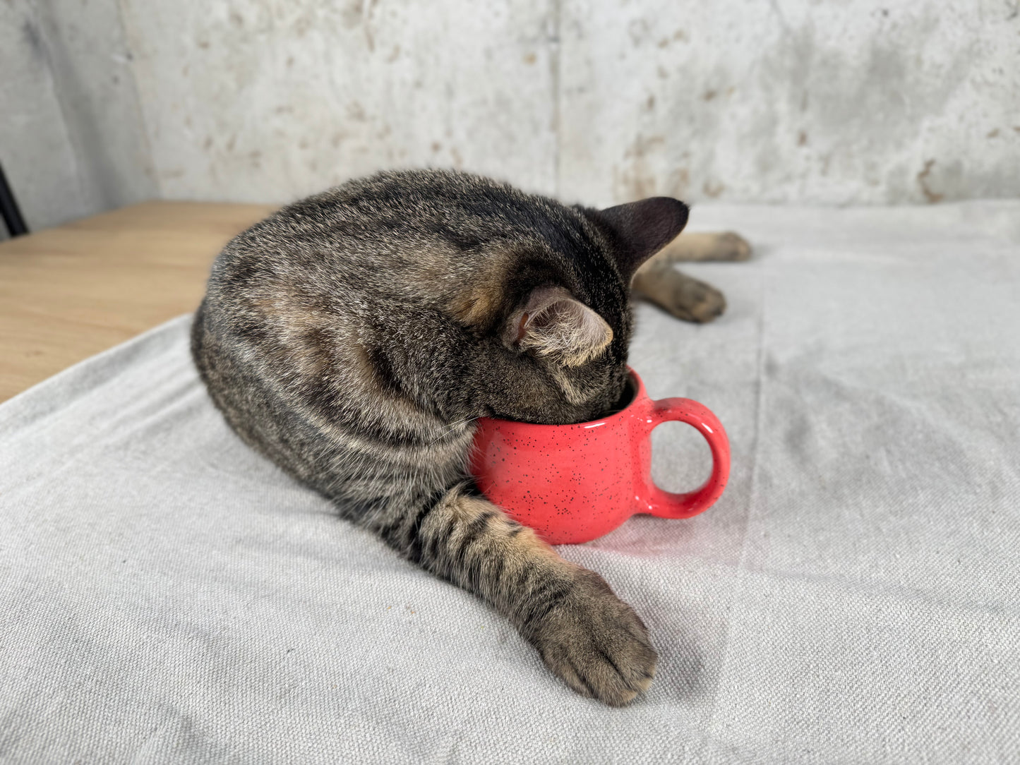 Coral Pink Speckle 6oz Espresso Mug